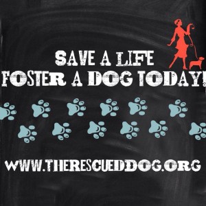 foster-a-dog-san-diego