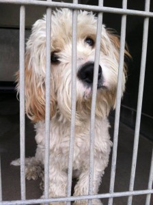 1044778_742374639123113_935516539_n