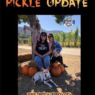 We have an update on Pickles the Pug!  His family tells us:
Our Pickle boy excelling at life! We started fostering him back in June and then within a few weeks we ended up keeping him. I have to say it was the best decision ever. Not only is he a perfect addition to the family but he’s teaching his brother all about being a dog. It was a win win situation. We took our family picture at the pumpkin patch which we do annually and this year we added our Pickles. Thank you for giving us the opportunity to foster and then keeping him! We really are in love!
We love our foster failures!!!! Thanks for the update, it's great to hear he is so loved.  Happy tails Pickles!
#fosterfriday #fosteringsaveslives #askusaboutfostering #therescueddog #trdadoptionupdate #rescuedogsofinstagram #rescuedismyfavoritebreed #sandiegodogrescue #weloveupdates #happytails