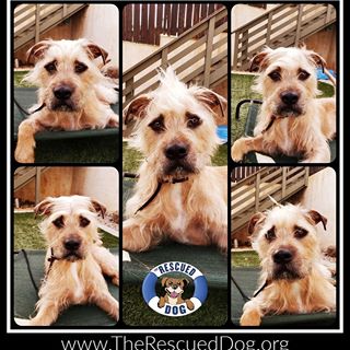 We are still looking for a foster or adopter for Sandwich! If you would like to donate towards his boarding fees there is a donate link in our bio or on our website.  Thank you for your support!
Unique and handsome Sandwich first came to TRD from a local shelter as a puppy. He was adopted out, but under socialized in his new home, and he developed issues with the other resident dog, and a lack of confidence in general, which led to his return to TRD. Sandwich is now almost 2 years old, and weighs in at around 80 pounds. We decided to be very proactive with Sandwich's rehab. This guy has a soft spot in our hearts and we want to make sure he gets the chance that he deserves at his best life. Sandwich recently completed a comprehensive board and train program with the Hope 2K9 Foundation. They learned a lot about Sandwich as they worked with him to get him ready for his new forever home. Our friends at Hope 2K9 report that Sandwich is very playful and silly, and he thrives with direction and structure. Sandwich is looking for a home without other pets for now, where his adopter is excited to bond with him and continue building his confidence through any number of activities such as hiking, running, learning agility, or even a good game of tug. Our Hope 2K9 friends worked on many skills with Sandwich. Sandwich is crate trained; is on- and off-leash trained; comes when called; can hold down/stay for an extended length of time; and knows to give up resources on command (food, toys, items he’s smelling). Sandwich tends to be nervous about anything new, and needs patience and guidance to process "scary stuff". Sandwich bonds tightly to his humans once he becomes familiar with them. He is playful and energetic, but doesn’t demand a ton of physical outlet. Although we recommend that Sandwich be the only dog in his new home (that will give him the gentlest transition to his new life), he has put a lot of work into socializing with other dogs. 
#therescueddog #adoptdontshop #spayandneuter #fosterneeded