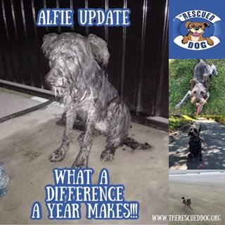 We have a great update on Alfie! We rescued Alfie with the help of a fellow rescuer in Mexicali. When she saw this photo of Alfie she immediately went to his location and brought him to a vet.  It was suspected he was hit by a car and he had broken pelvis.  She contacted us and we were quickly able to get him to San Diego for surgery. He recovered in a loving foster home until he was ready to be adopted.  His family tells us: "We adopted “Alfie”, who we renamed @oakleyfromcalifornia, about one year ago.
Oakley is the highlight of our days. He brings so much joy to me and my husband. We feel like he’s been a part of our lives for much longer than a year! He learned sit, stay, down, wait, paw, roll over and find home— all very quickly. He’s smart and loves to play. Oakley goes to the beach almost every weekend and loves to swim and play fetch in the ocean. Swimming and waking 4+ miles every day has helped keep him lean and strong which is so important because of the injuries he had just before we adopted him. Oakley goes everywhere we go, including on the plane for a trip back east to visit with family. He is told about once a week that he looks like Jock from Lady and the Tramp. His favorite toy is a long-legged chicken that he drags all over the house with him. We love our Oakley and truly feel like he rescued us. He teaches us to live life in the moment. We are forever grateful to The Rescued Dog for rescuing him, providing great foster care and for choosing us to be his dog parents!" What an amazing update!!! This is why we rescue! We are so happy we were part of giving this great dog a second chance at life.  Happy tails Oakley!
#fosterfriday #fosteringsaveslives #askusaboutfostering #whywerescue
#weloveupdates #therescueddog #adoptdontshop #trdadoptionupdate #spayandneuter #sandiegodogs #dogsofsandiego #weloveupdates #happytails