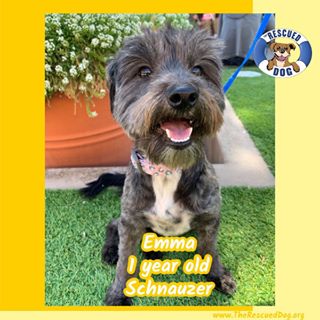 Meet adoptable Emma!
Schnauzer 1 year 3 months old
Beautiful schnauzer Emma came to us from a local shelter in Southern California. Emma is a beautiful girl with a big heart who has had a pretty rough start to life. Sadly, she was hit by car and had a fractured pelvis and femur when she entered the shelter. Her pelvis has healed incorrectly but it doesn't slow her down! She can take walks, loves to run and play, but she will need to be in a home without stairs. She will also benefit from continued physical therapy (like swimming), and she will need to be on joint supplements for the rest of her life. Despite these challenges, Emma is a happy dog, who loves human and dog companionship, including children. On walks, she enjoys greeting people and sniffing plants. In the home, she loves cuddling up to her humans and playing with her toys. She will make a wonderful addition to a home with someone who wants to give her all the love and attention she deserves. Emma weighs 18 pounds and is a little over a year old as of October 2019. Emma is house trained and crate trained. She has a lifetime of love to share with her new forever family. If you would like to meet Emma, please fill out an application and an adoption coordinator will be in touch.
#therescueddog #adoptdontshop #spayandneuter #rescuedogsofinstagram #rescuedismyfavoritebreed #whywerescue #whorescuedwho #fosteringsaveslives #schnauzersofinstagram #schnauzer #sandiegodogs #dogsofsandiego #adoptarescuedog