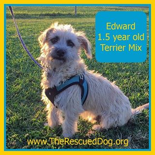 Meet adoptable Edward!
Terrier/Cairn Terrier 1 year 5 months old
Edward is TRD's latest recruit. He is a cairn terrier mix who is full grown at 15 pounds. At 1.5 years, Edward is just the right mix of sweet puppy love with the maturity (and potty training skills) of an adult dog. With his small size, Edward can adjust to most living situations. Edward is an adorable and medium energy dog. He loves to play with his humans and wrestle with his foster canine sibling. He likes to run around in his foster family's yard and loves walk time. He can be shy in new surroundings, and needs slow introductions to new people and dogs. But once he is comfortable, Edward is friendly and playful. After playtime is over, Edward loves to chew on a bone to relax. Edward is completely potty trained and crate trained. He is calm in his crate and naps there when his family is out. Edward has been caught red-handed a couple of times trying to raid the trash, probably a puppy habit that stuck around. He responds well to redirection and training. He also understands Sit, Stay, and Come. He walks well on a leash, but he is occasionally reactive to dogs. He is treat motivated and likes learning new manners and tricks. His forever family will find training him to be a good bonding exercise. Edward's ideal owner would be someone who can confidently introduce him to new people and places. His curiosity and adventurous personality will eventually shine through once he is comfortable. If you would like to meet Edward, please fill out an adoption application on the TRD website and an adoption coordinator will be in touch to schedule a meet and greet.
#therescueddog #adoptdontshop #spayandneuter #rescuedogsofinstagram #rescuedismyfavoritebreed #whywerescue #fosteringsaveslives #sandiegodogrescue #terriermix