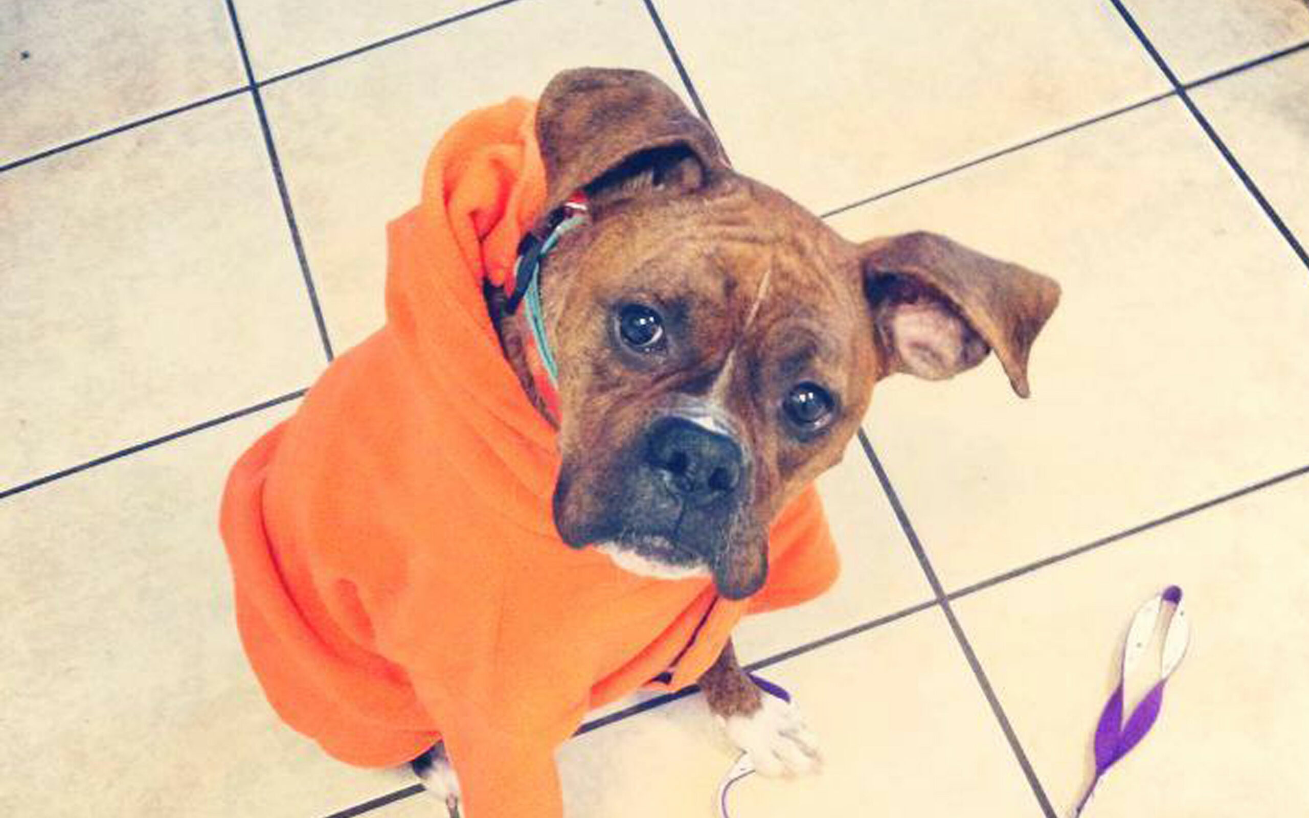 San Bernardino City animal control | The Rescued Dog