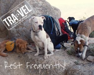 Read more about the article 5 Tips for Camping with Your Rescue Dog