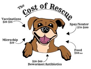 Adoption Faqs | The Rescued Dog