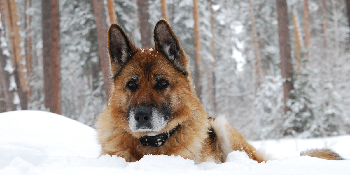 Read more about the article 8 Ways to Keep a Senior Dog Safe During Winter