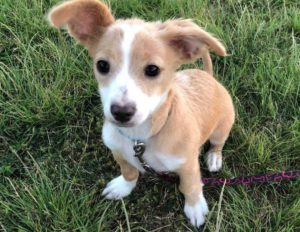 Pablo Picasso – 4 month old spaniel mix